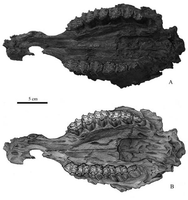 禄丰三趾马(新种)正型(IVPP V 18531)腹面照片(A)和素描(B)。（孙博阳供图）