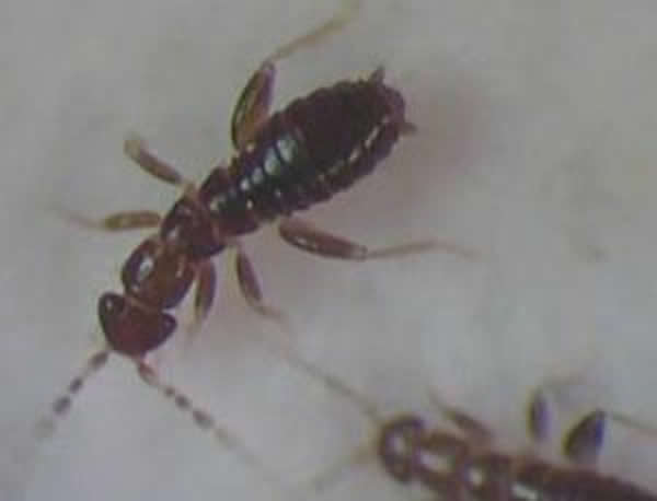 һ�־��о޴��ӵ�С����