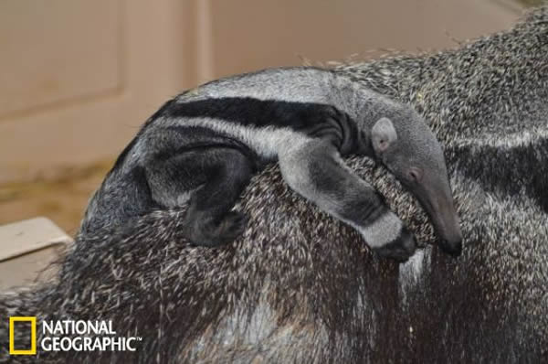 出生过程十分神秘的大食蚁兽“阿奇”(Archie)正趴在母亲的身上