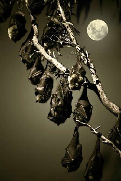 ӡ��������צ�۵������