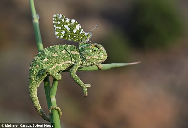 蝴蝶停落变色龙头部