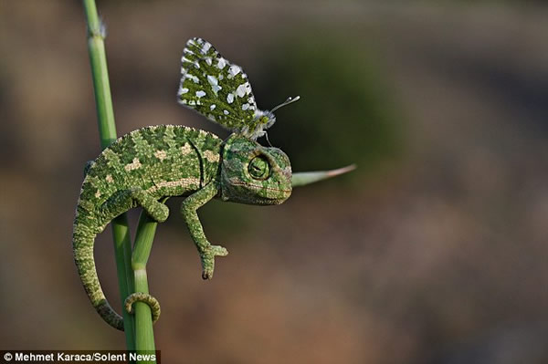 蝴蝶停落变色龙头部