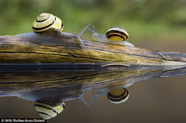 两只蜗牛狭路相逢