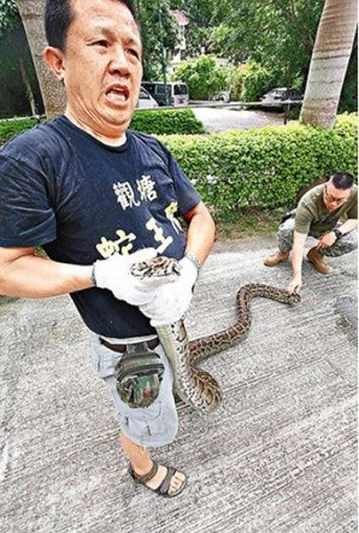 香港发现5米长百岁巨蟒
