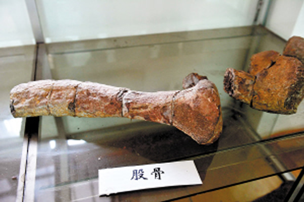 夕阳乡陈列室的恐龙化石