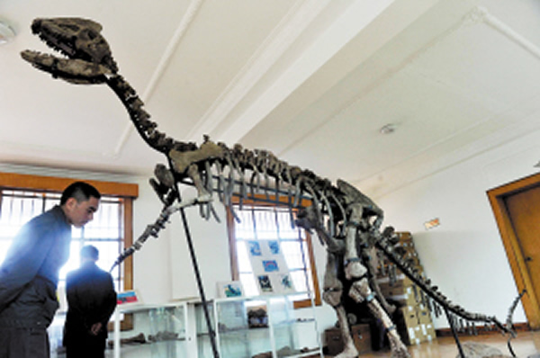 夕阳乡陈列室的“中华双嵴龙”化石仿制品