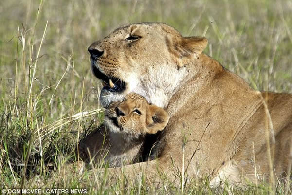 肯尼亚淘气小狮子咬母狮尾巴