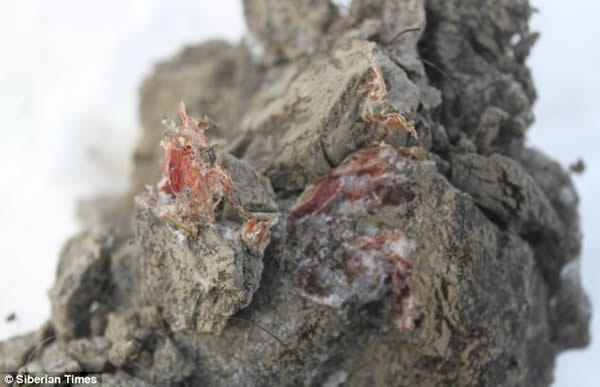 俄罗斯发现万年前保存完好有液态血液的猛犸象尸体