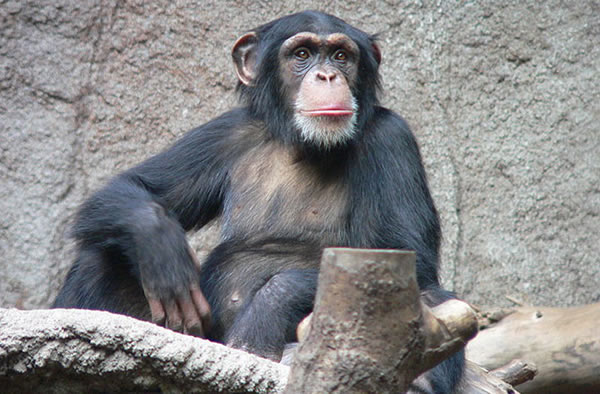 Thomas Lersch, via Wikimedia Commons