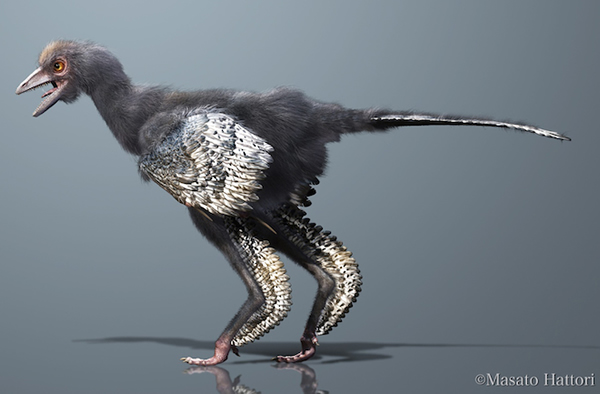 A reconstruction of Aurornis xui, envisions the bird having grey-toned feathers,