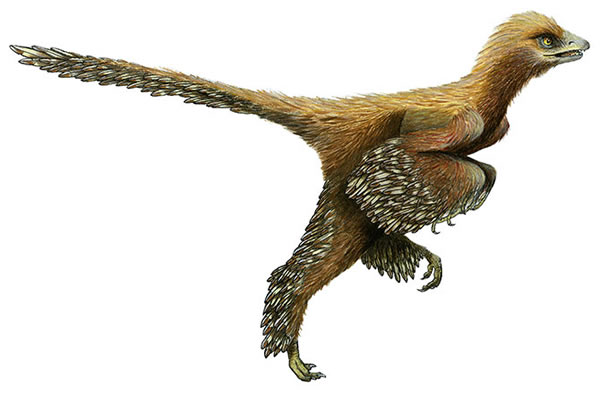 An alternate reconstruction of Aurornis xui envisions the bird as brown-feathere