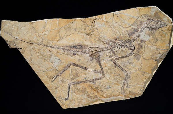 The skeletal remains of Aurornis xui date to the Middle to Late Jurassic period.