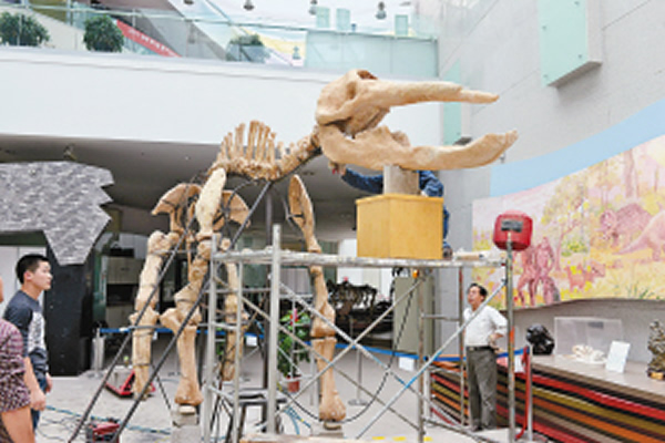 距今一千多万年铲齿象化石亮相陕西自然博物馆