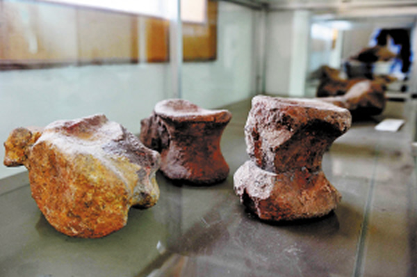 夕阳陈列室的恐龙化石