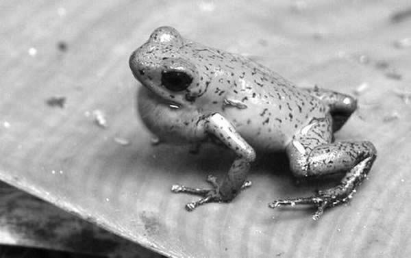 雄性草莓箭毒蛙难以打动异性