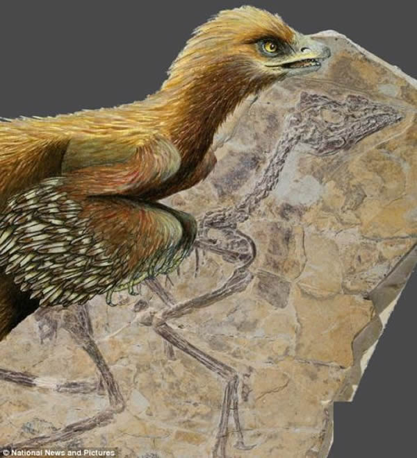 ·ֵķпѧAurornis xuiڴԼ1.5ǰһʯֵġѧұʾһ˽ĽAurorn