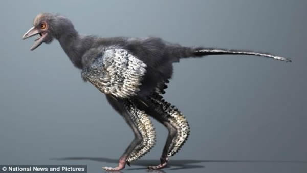 Aurornis xui化石是在辽宁的一个采石场发现的。这种飞行恐龙与已知最早飞行鸟类始祖鸟存在血缘关系。它们都属于所谓的初鸟类，也就是数百万年前从兽角类进化而