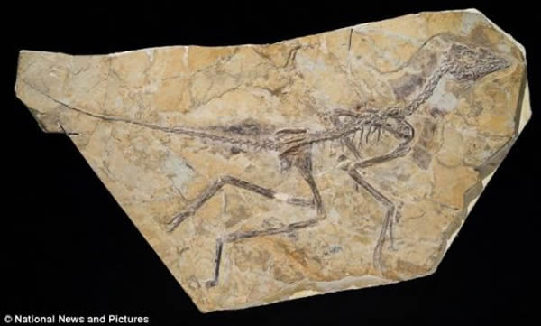 在辽宁的一个采石场发现的飞行恐龙Aurornis xui化石。辽宁是一个盛产“恐龙-鸟”化石的地区，最近几年共发现和命名了数十种“恐龙-鸟”
