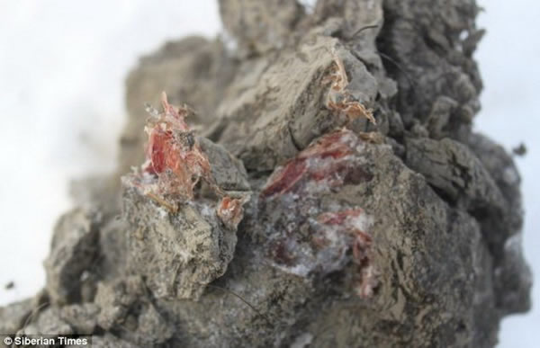 ����ѪҺ�⣬����˹��ѧ�һ������˱�����õļ�����֯��ѪҺ�ͼ�����֮֯���Ա����������Ϊĸ�������ʬ������������������Ⱥ����һ����Ĺ�ڡ����ţ���ͷĸ����������1��