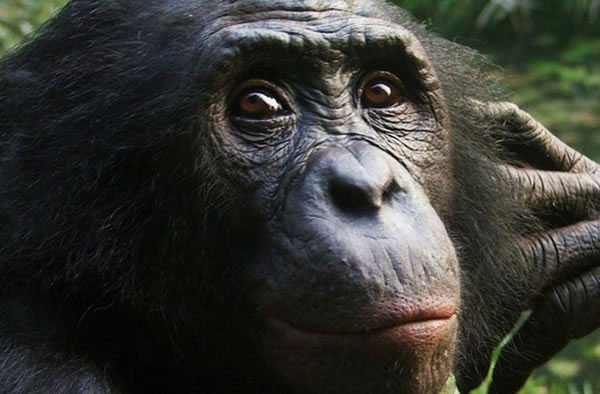 A bonobo at the Lola ya Bonobo Sanctuary in Kinshasa, Democratic Republic of Con