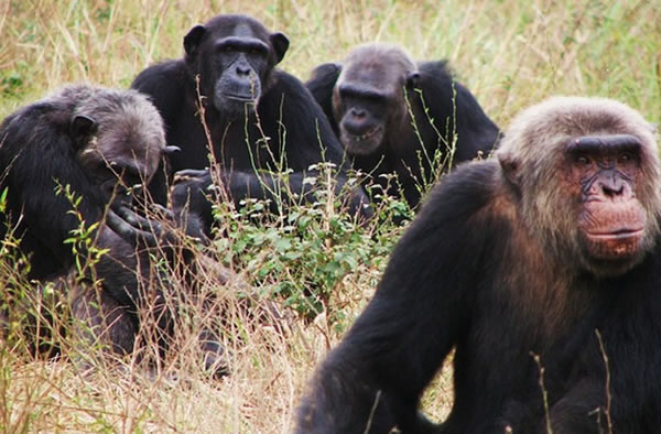 Chimpanzees at the Tchimpounga Sanctuary for primates in Pointe Noire, Republic
