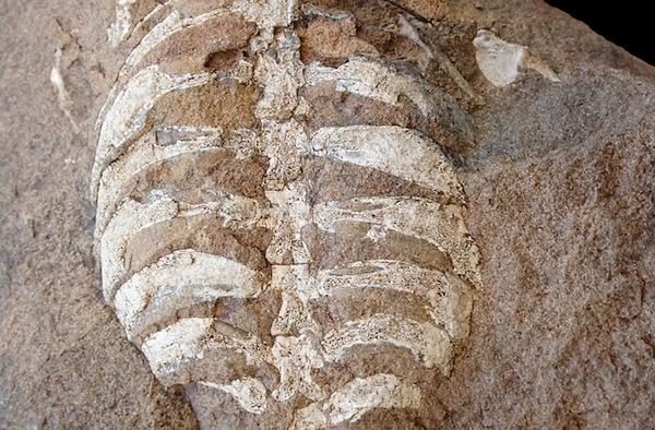 How Turtles Got Their Shells