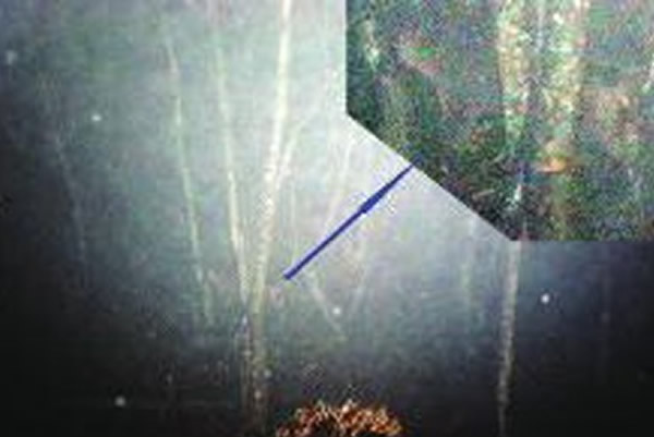 北京师大副教授在镇坪县密林拍到野生老虎?