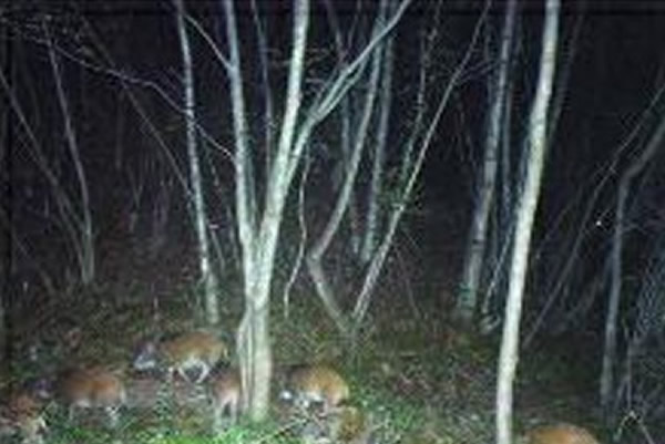 网友:野猪清晰可见,为啥把野生老虎拍得模糊不清?