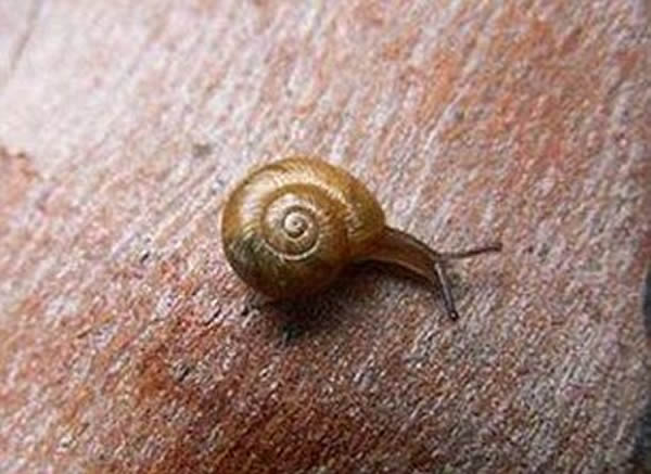 专家认为,食同类的蜗牛只生活在新南威尔士州的卡普塔山地区,以生活在这个偏远地区的素食蜗牛为食。