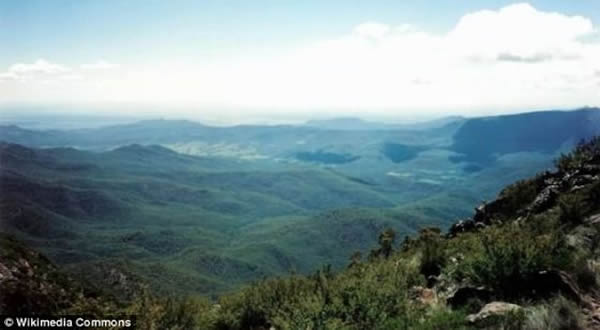 这是新南威尔士州纳拉布里市附近卡普塔山西北斜坡上的森林。尽管残留下来的热带雨林区和大雨使这里成为粉红色蛞蝓和食同类蜗牛生存的理想地点,但它的大部分植被都已变干。