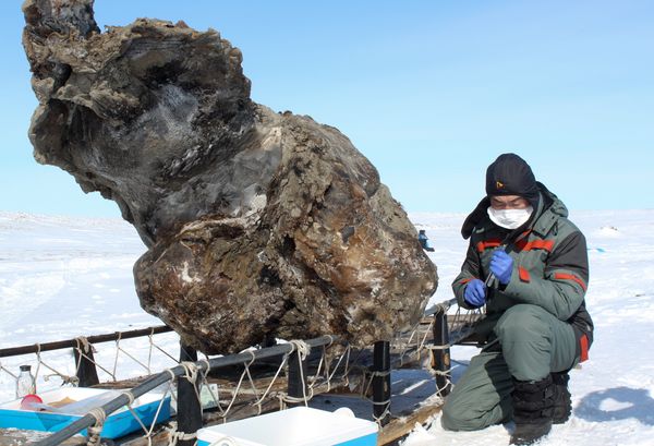 A mammoth unearthed in Siberia yielded living cells.