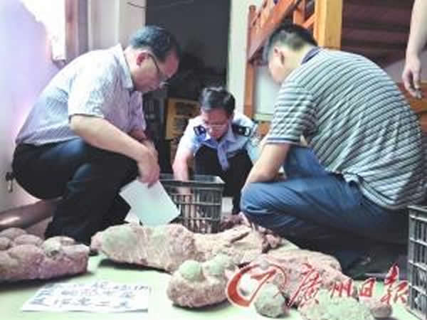 派出所民警和文物专家在清点查获的被盗恐龙蛋