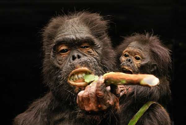 非洲早期人类和灵长类动物的饮食
