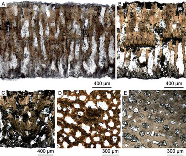 萍乡副蜂窝蛋(Parafaveoloolithus pingxiangensis)蛋壳显微结构。(王强供图)