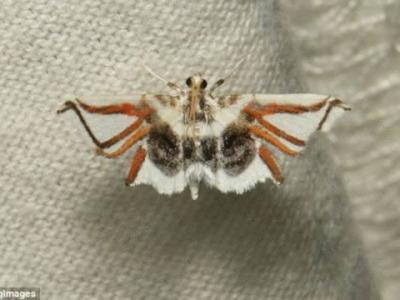 关于萤火虫的14个有趣科学小知识 - 神秘的地球