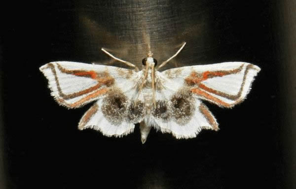 оԱƣֿµ֩ͼɱʳ߹