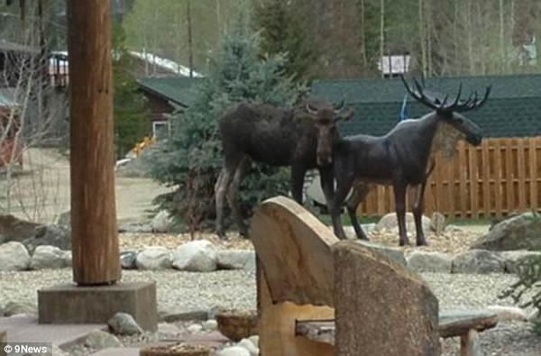 美国一只雌性驼鹿尝试与铜像“交配”
