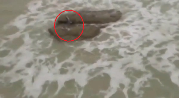 以色列沿海小镇亚姆村美人鱼现身?