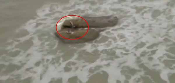 ��ɫ���غ�С����ķ�塰�����㡱������