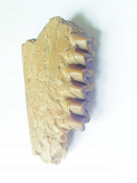 1200万年前“中新马”牙齿化石模型捐赠江宁方山科普馆