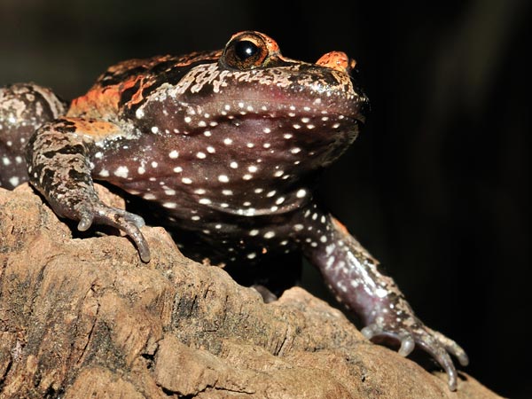 A frog belonging to the Latonia genus perches atop a rock.