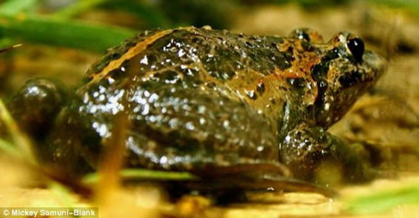 胡拉彩漆蛙被认为1955年就消失灭绝，目前以色列北部再次出现它们的踪迹，该物种被称为“活化石”