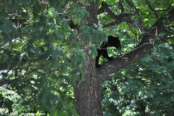 ����һֻ���ܴ����������������4�����ϵ���