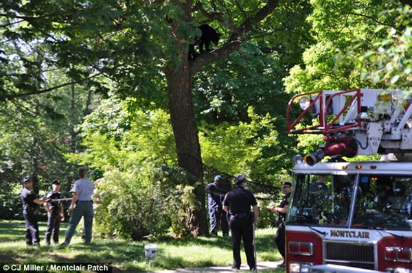 ����һֻ���ܴ����������������4�����ϵ���