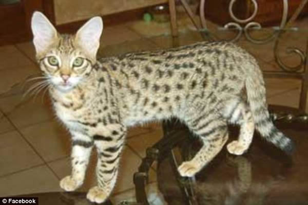 热带草原猫已成为美国家庭宠物的热门选择