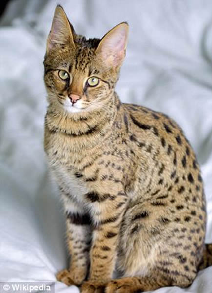 热带草原猫已成为美国家庭宠物的热门选择