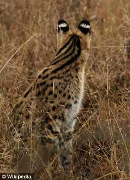 热带草原猫已成为美国家庭宠物的热门选择