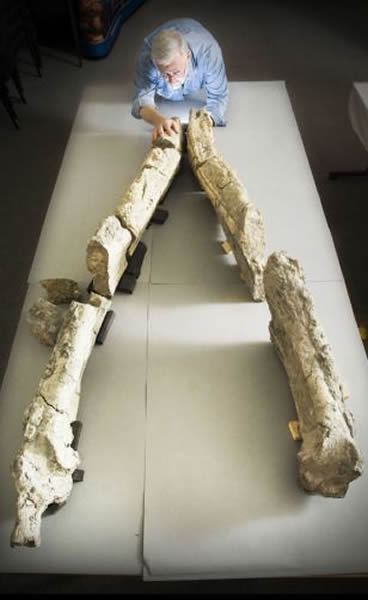 Ӣ����ʯ�ղؼһ���5��ʱ����ɾ���ʷǰ�������ж���ͷ�ǻ�ʯ�޸�����