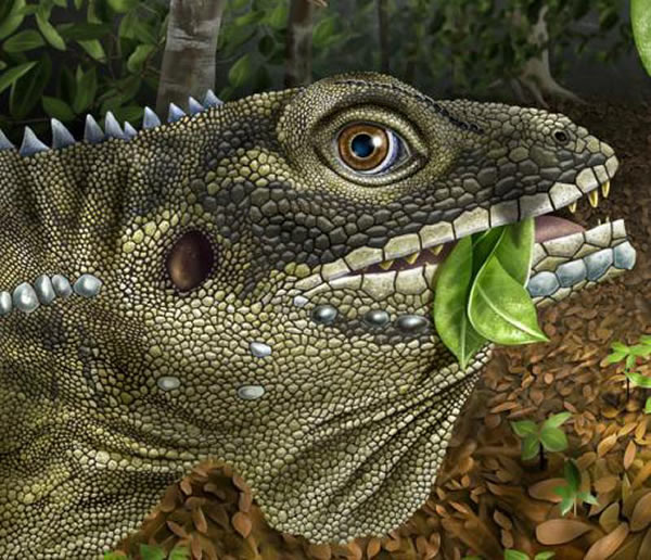 缅甸发现4千万年前巨型蜥蜴化石