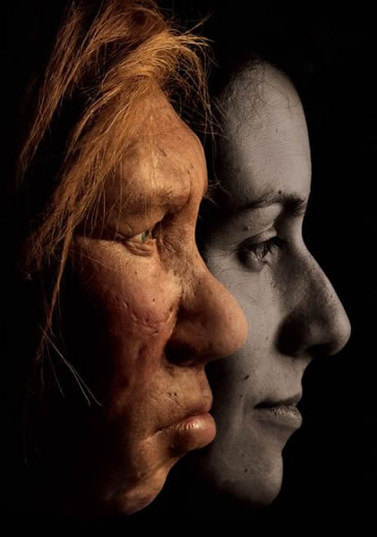 A comparison of Neanderthal anatomy to modern human anatomy.